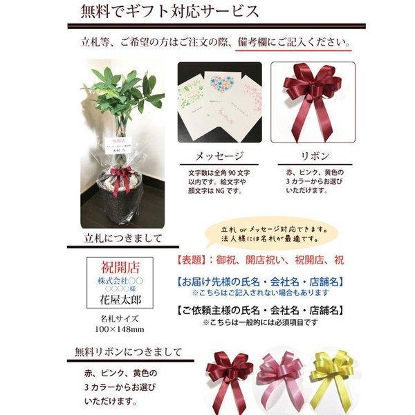 観葉植物 ガジュマル5号 Farmコスタスタンダード13ホワイトグリーン ヤシ付き Kk 0037 Flowerkitchen Jiyugaoka 通販 Yahoo ショッピング