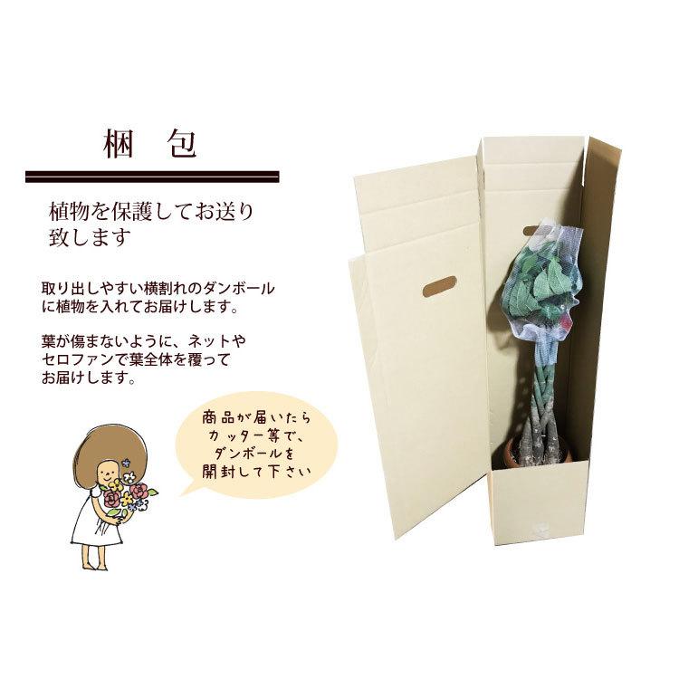 FlowerKitchen 観葉植物 ストレリチア オーガスタ ニコライ 7号