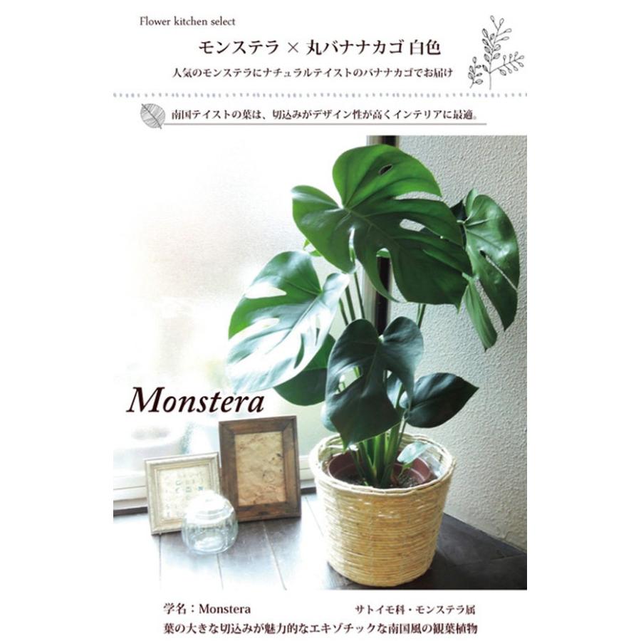 観葉植物 モンステラ 丸バナナカゴ 白色 育てやすい プレゼント ギフト Kk 0095 Flowerkitchen Jiyugaoka 通販 Yahoo ショッピング