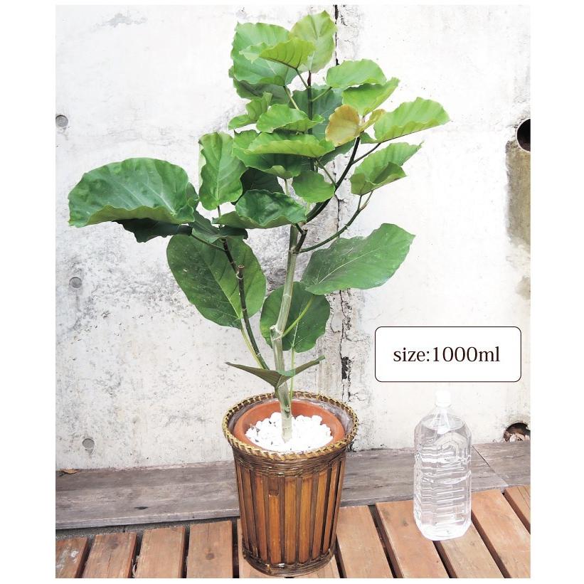 FlowerKitchen ウンベラータ の鉢植え 7号鉢 観葉植物 即日発送 あす