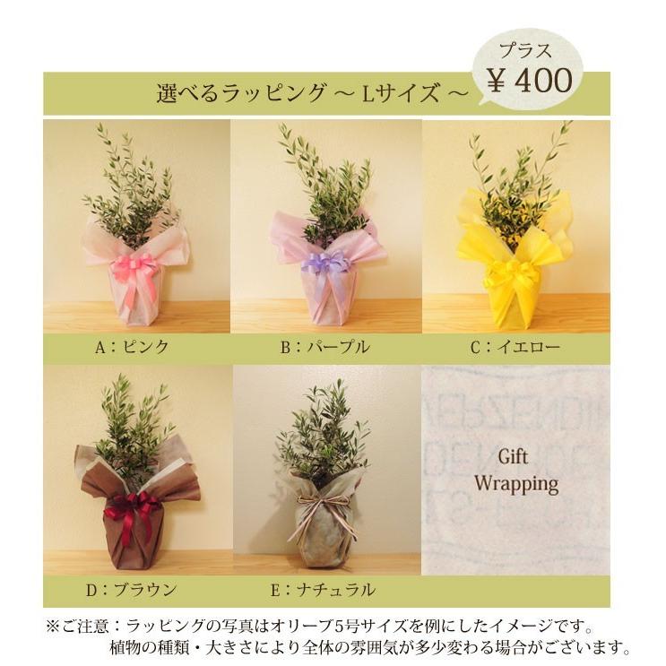 FlowerKitchen ウンベラータ の鉢植え 7号鉢 観葉植物 即日発送 あす