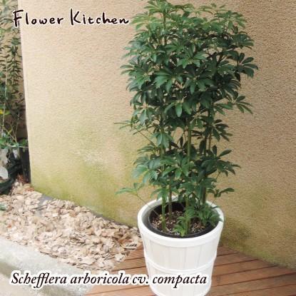 FlowerKitchen シェフレラ コンパクタ 7号鉢 ＋IKEA KALASA 鉢カバー付 