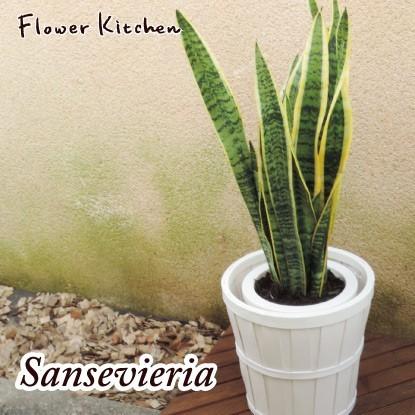 サンスベリア 大型　観葉植物　鉢カバー付き　専用 サンスベリア 大型 | 観葉植物通販HitoHana(ひとはな)