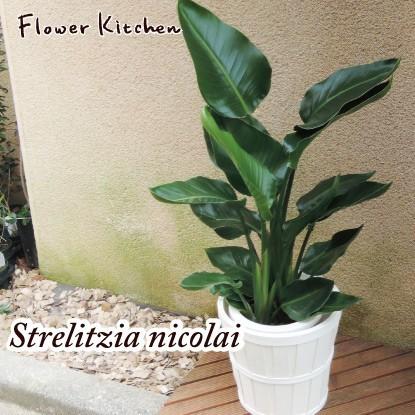 FlowerKitchen ストレリチア 7号鉢 オーガスタ ニコライ IKEA KALASA