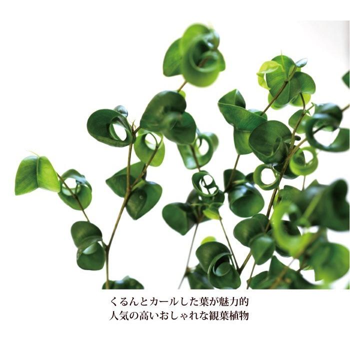 観葉植物 ベンジャミン バロック7号＋IKEA北欧カゴ　送料無料　グリーン ギフト プレゼント　即日発送 あすつく FKTK_3