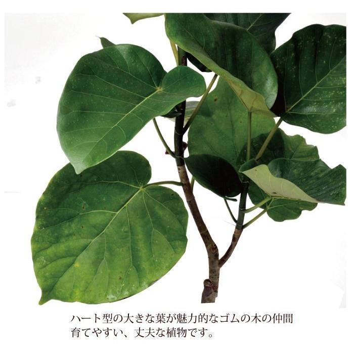 FlowerKitchen ウンベラータ7号 IKEA北欧カゴ 観葉植物 送料無料