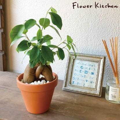 観葉植物 ガジュマル4号 素焼き鉢植え Kk 0195 Flowerkitchen Jiyugaoka 通販 Yahoo ショッピング