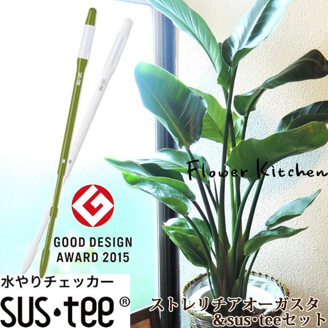 観葉植物 ストレリチアオーガスタ7号 選べるカラー サスティーl Kk 0215 Flowerkitchen Jiyugaoka 通販 Yahoo ショッピング