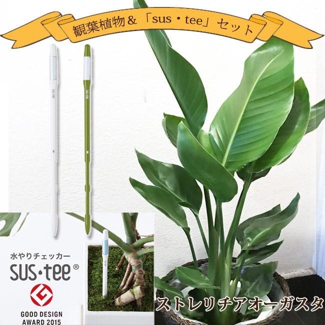 観葉植物 ストレリチアオーガスタ7号  + 選べるカラー サスティーL｜fkjiyugaoka｜02