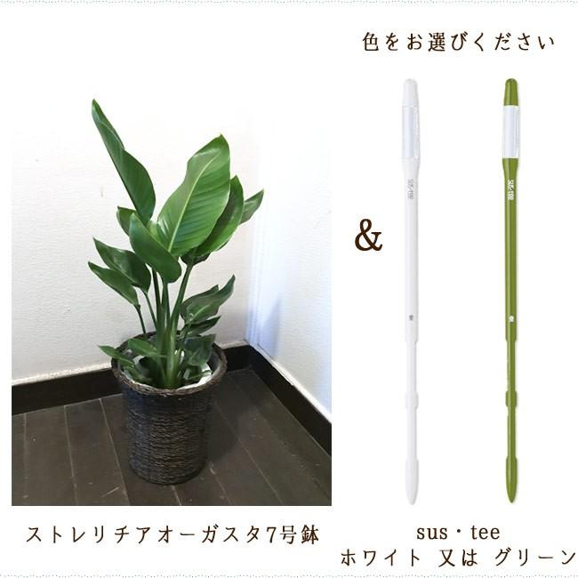 観葉植物 ストレリチアオーガスタ7号  + 選べるカラー サスティーL｜fkjiyugaoka｜03