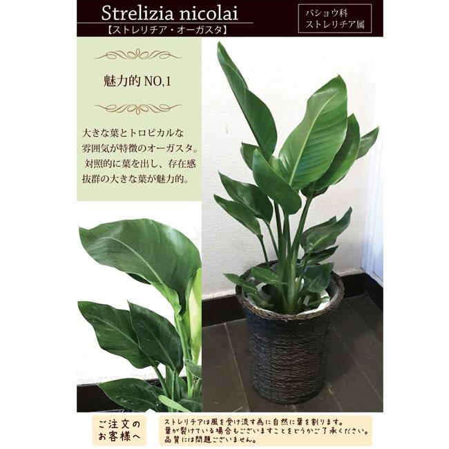 観葉植物 ストレリチアオーガスタ7号  + 選べるカラー サスティーL｜fkjiyugaoka｜04