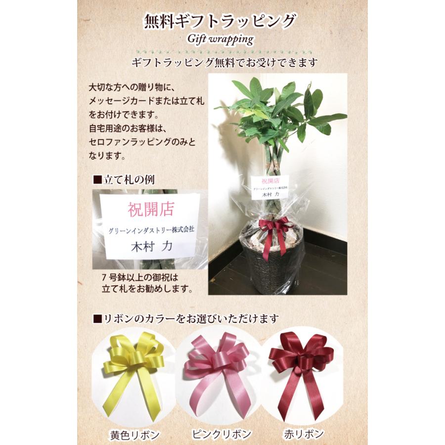 観葉植物 オーガスタ Ikeaステンベール お祝い 開店祝い 開業祝い 引っ越し祝い 新築祝い ギフト プレゼント Kk 0232 Flowerkitchen Jiyugaoka 通販 Yahoo ショッピング