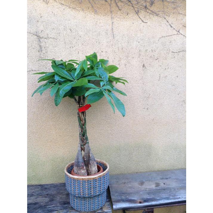 観葉植物 パキラ の鉢植え7号鉢 イケア鉢カバー付き Ikeaステンベール Kk 0235 Flowerkitchen Jiyugaoka 通販 Yahoo ショッピング