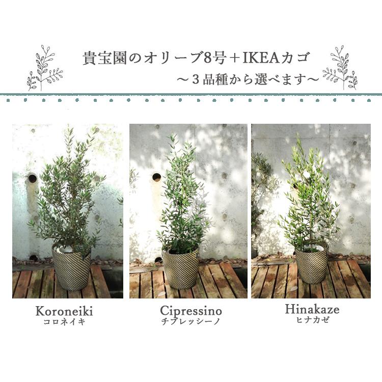 FlowerKitchen オリーブ8号サイズ 貴宝園+IKEAカゴ 埼玉県産【貴