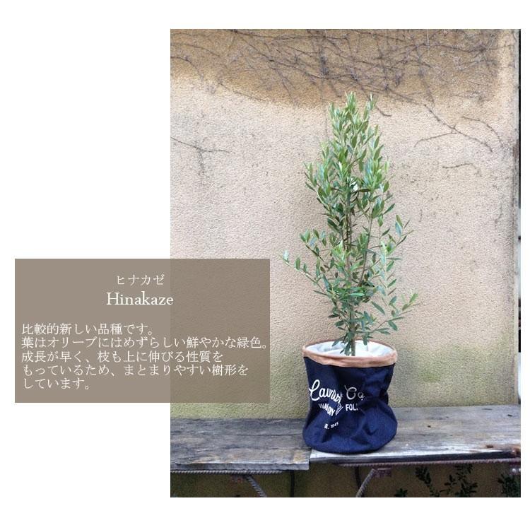 観葉植物　貴宝園オリーブ８号×ランドリーバッグ ネイビー 選べる品種　カゴ付き｜fkjiyugaoka｜03