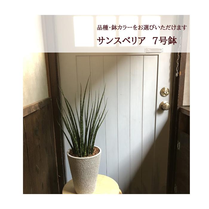 FlowerKitchen 観葉植物 サンセベリア 選べる4品種 サンスベリア 
