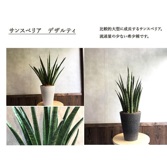 FlowerKitchen 観葉植物 サンセベリア 選べる4品種 サンスベリア 