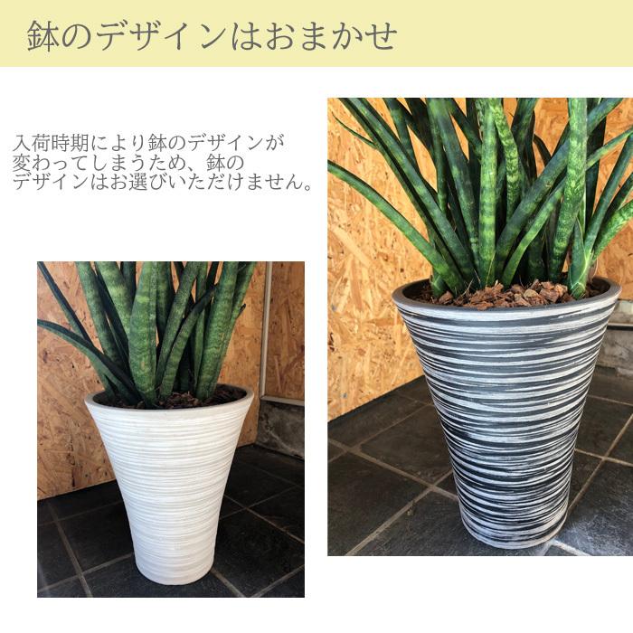 FlowerKitchen 観葉植物 サンセベリア 選べる4品種 サンスベリア 