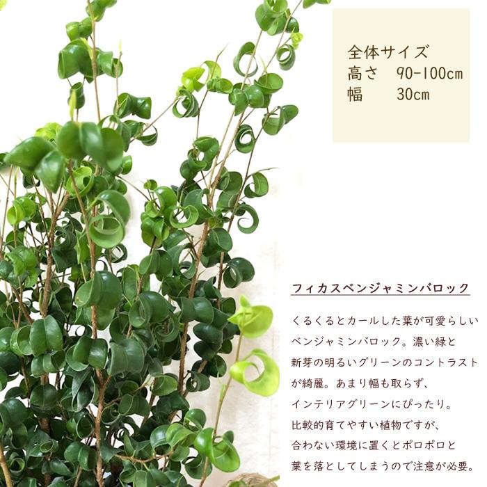 観葉植物 バロック7号 Ikeawokkrydda お祝い 開店祝い 開業祝い 引っ越し祝い 新築祝い ギフト プレゼント Kk 0273 Flowerkitchen Jiyugaoka 通販 Yahoo ショッピング