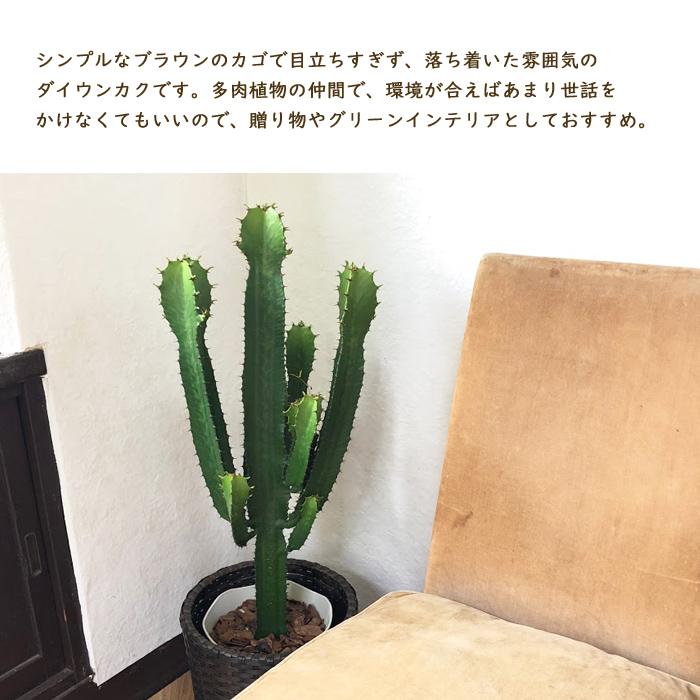 観葉植物 大雲閣 Ikeawokkrydda 引っ越し祝い 新築祝い お祝い 開店祝い 開業祝い 引っ越し祝い 新築祝い ギフト プレゼント Kk 0274 Flowerkitchen Jiyugaoka 通販 Yahoo ショッピング