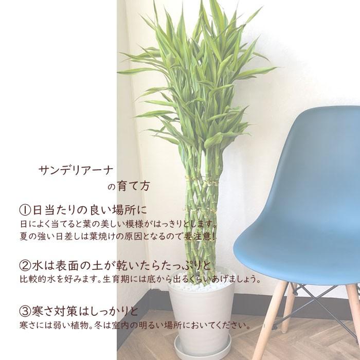セナやん　８個 Amazon｜ドラセナコンパクタ 8号 受け皿付 【観葉植物 本物