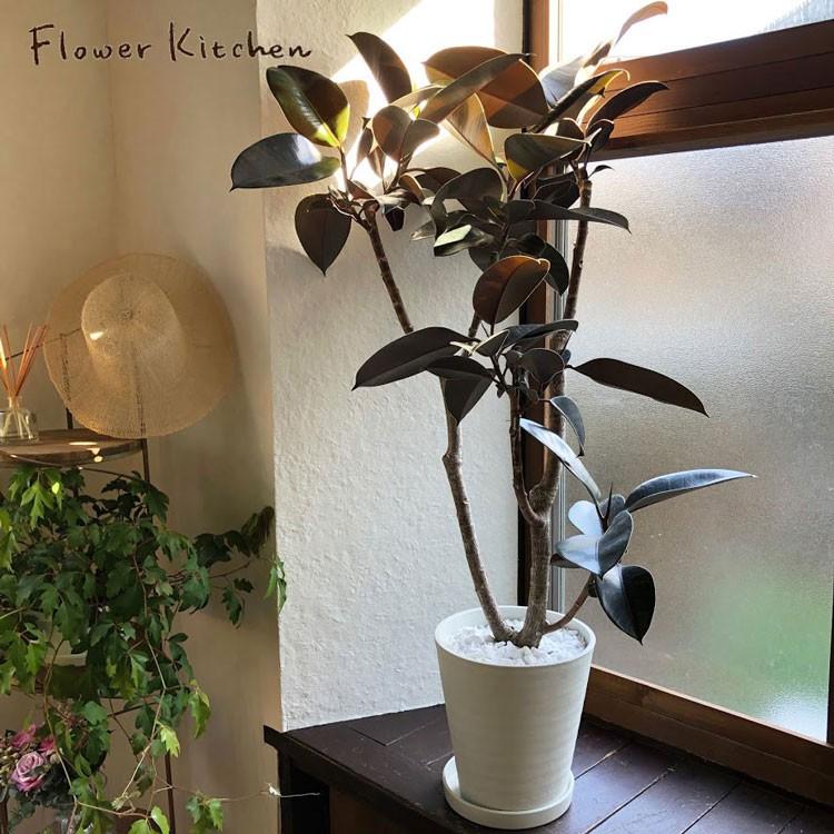 FlowerKitchen 観葉植物 フィカス バーガンディ 8号鉢 ゴムの木 FlowerKitchen 観葉植物 フィカス バーガンディ 8号鉢 ゴムの木