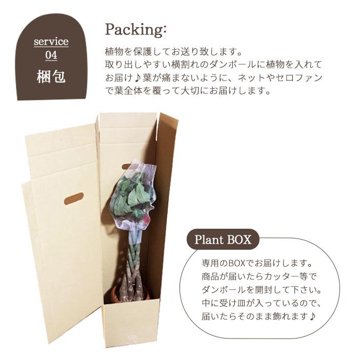 FlowerKitchen 観葉植物 フィカス バーガンディ 8号鉢 ゴムの木