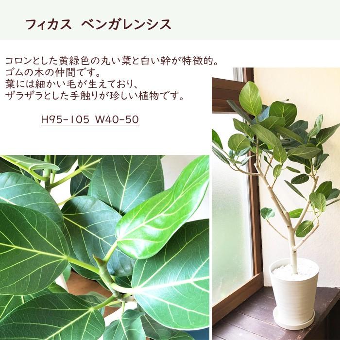 FlowerKitchen 観葉植物 フィカス ベンガレンシス 8号鉢 ゴムの木