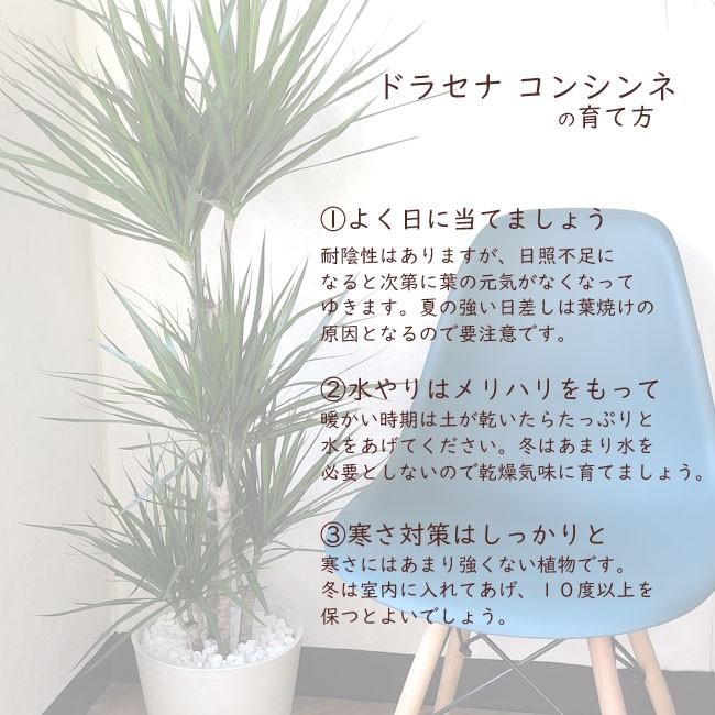 FlowerKitchen 観葉植物 ドラセナ コンシンネ 8号鉢 FKTK
