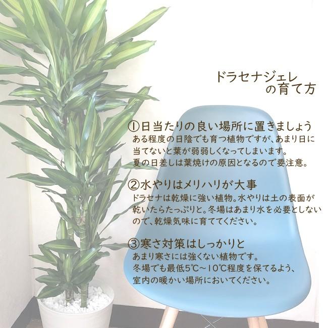 観葉植物 ドラセナ ジェレ ８号鉢 Kk 0285 Flowerkitchen Jiyugaoka 通販 Yahoo ショッピング