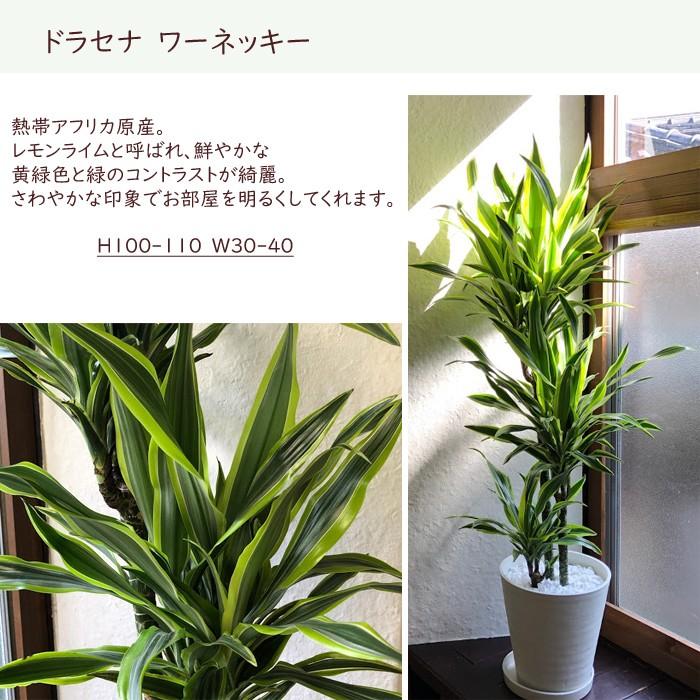 観葉植物 ドラセナ ワーネッキー レモンライム ８号鉢 Kk 0286 Flowerkitchen Jiyugaoka 通販 Yahoo ショッピング