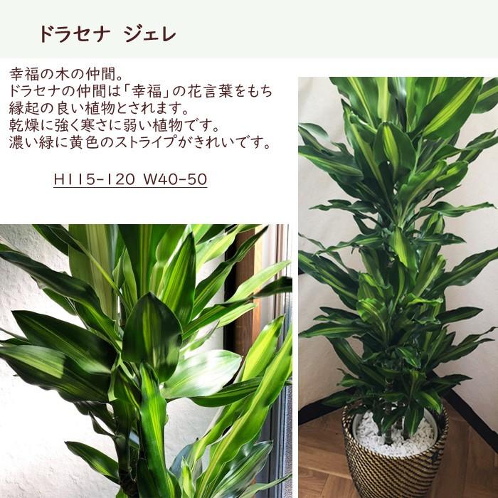 観葉植物 ドラセナ ジェレ ８号鉢 Ikeaカゴセット Kk 0296 Flowerkitchen Jiyugaoka 通販 Yahoo ショッピング