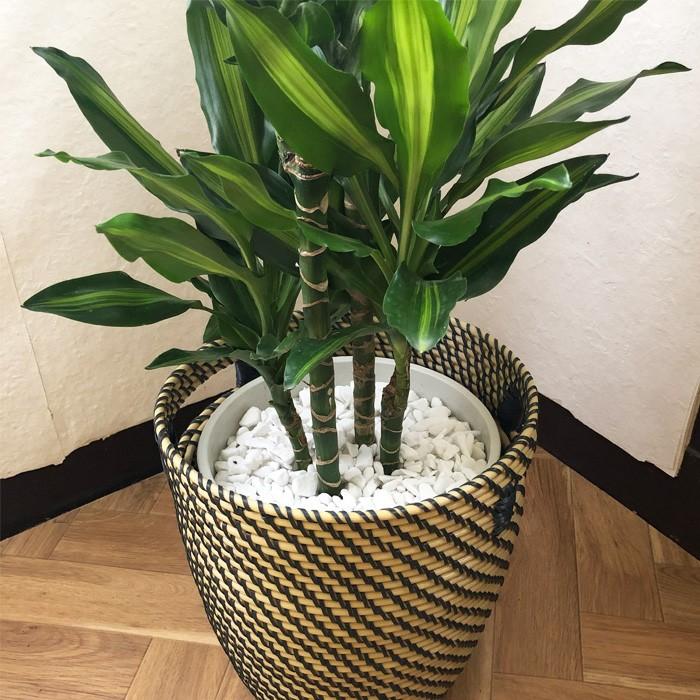 FlowerKitchen 観葉植物 ドラセナ ジェレ 8号鉢 IKEAカゴセット