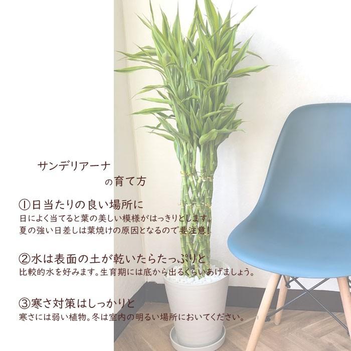 観葉植物 ドラセナ サンデリアーナ ８号鉢 Ikeaカゴセット Kk 0297 Flowerkitchen Jiyugaoka 通販 Yahoo ショッピング