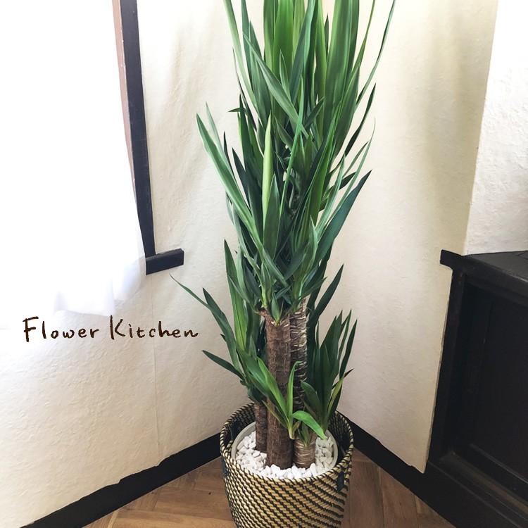 観葉植物　ユッカ ８号鉢 IKEAカゴセット 青年の木｜fkjiyugaoka