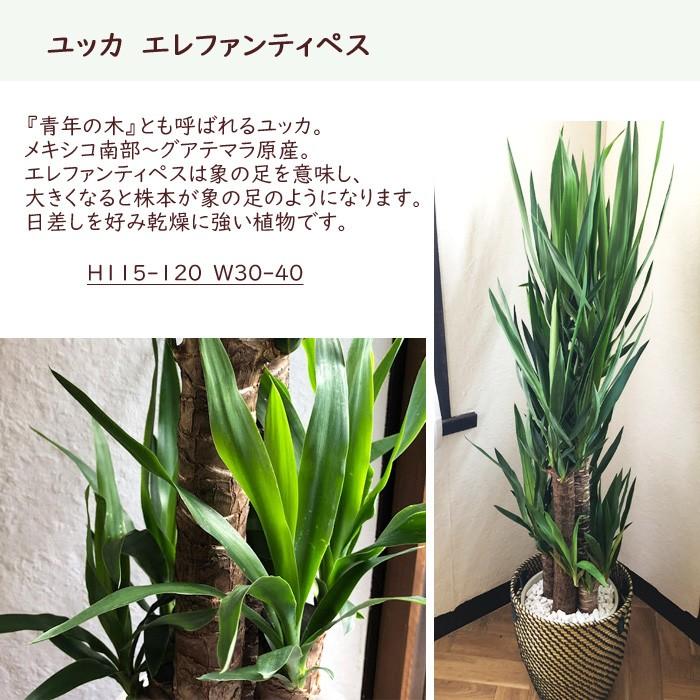 FlowerKitchen 観葉植物 ユッカ 8号鉢 IKEAカゴセット 青年の木 FKTK