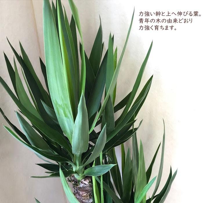 観葉植物　ユッカ ８号鉢 IKEAカゴセット 青年の木｜fkjiyugaoka｜04