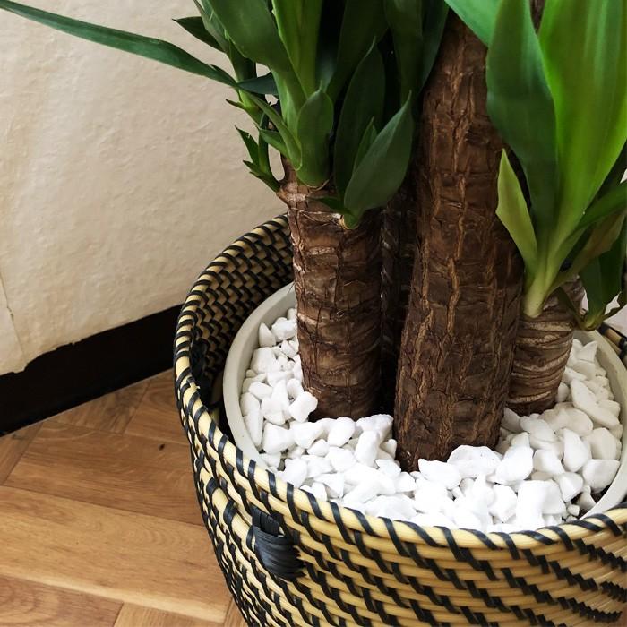 FlowerKitchen 観葉植物 ユッカ 8号鉢 IKEAカゴセット 青年の木 FKTK