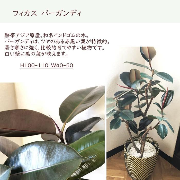 FlowerKitchen 観葉植物 フィカス バーガンディ 8号鉢 IKEAカゴ FlowerKitchen 観葉植物 フィカス バーガンディ 8号鉢 IKEAカゴ