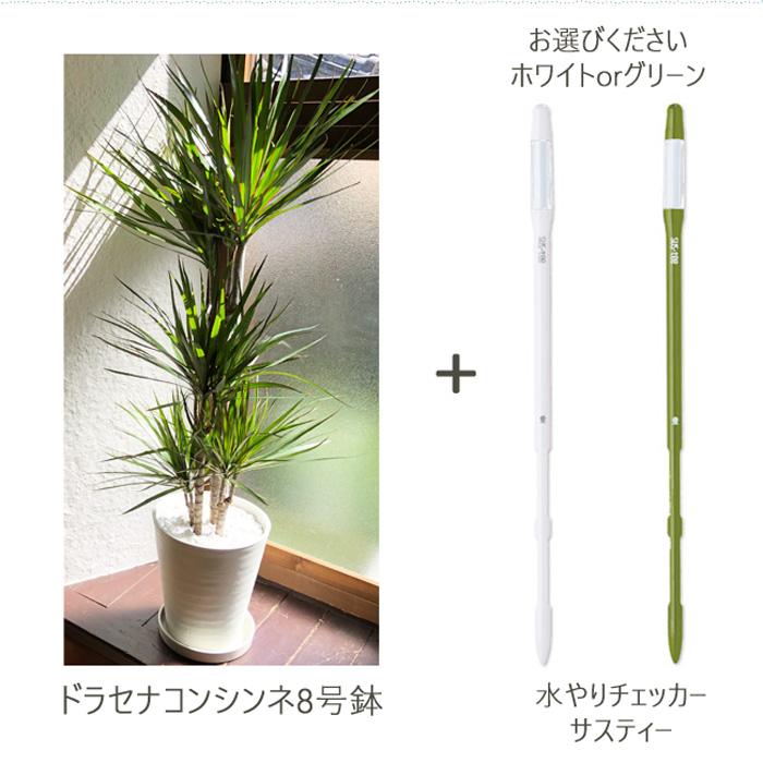 FlowerKitchen ドラセナ コンシンネ 8号鉢 サスティーLサイズの