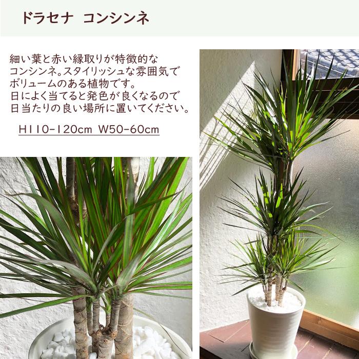 FlowerKitchen ドラセナ コンシンネ 8号鉢 サスティーLサイズの