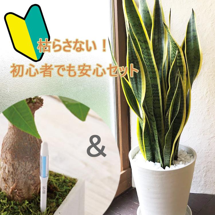 サンセベリア 8号鉢　サスティーLサイズのセット   観葉植物　送料無料　グリーン　即日発送 あすつく FKTK