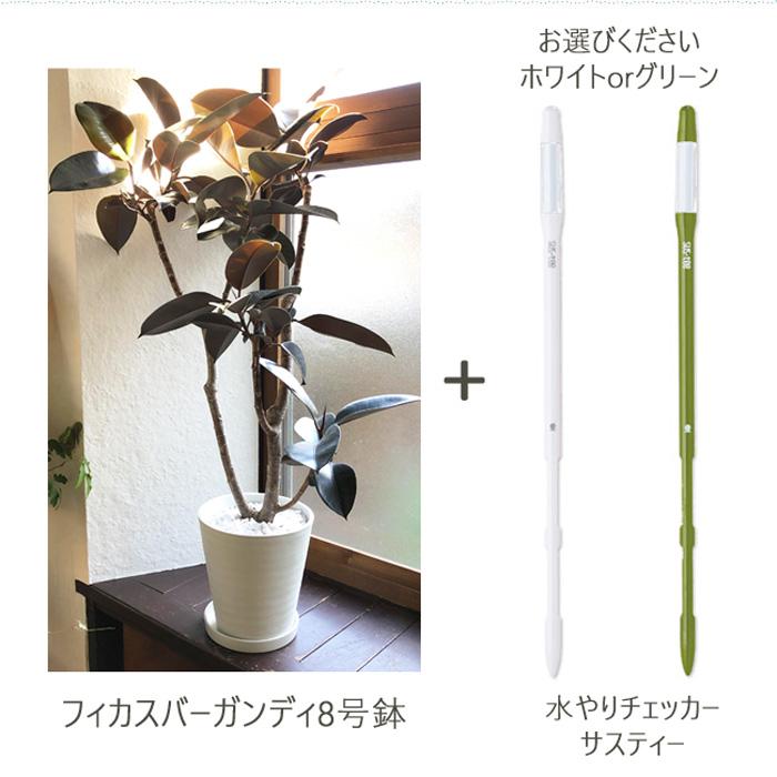 フィカス・バーガンディ ゴムの木 8寸（号）サイズ リビングサイズ 観葉植物 FlowerKitchen 観葉植物 フィカス バーガンディ 8号鉢 ゴムの木