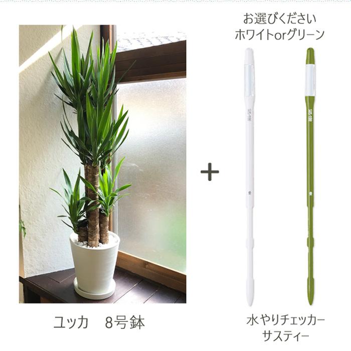 ユッカ 曲がり 高さ約120㎝ 8寸 【公式通販】