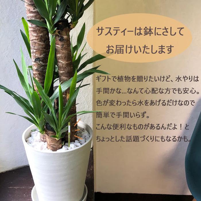 ユッカ 曲がり 高さ約120㎝ 8寸 【公式通販】
