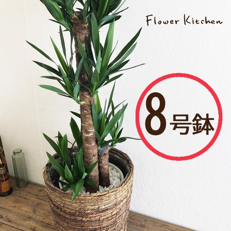 現地球 発根済 コレクション株 SRL鉢付 パキポディウム