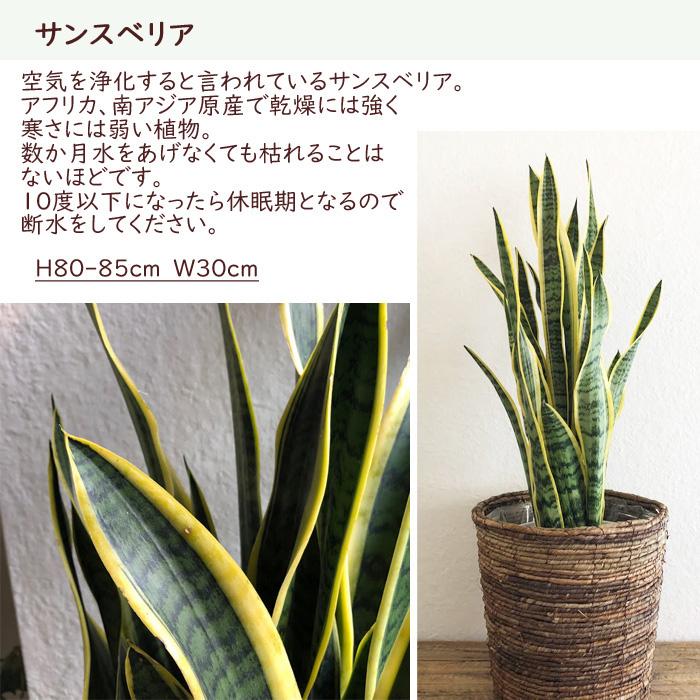 サンセベリア 8号鉢 茶カゴ 観葉植物 グリーン 大型サイズ Kk 0321 Flowerkitchen Jiyugaoka 通販 Yahoo ショッピング