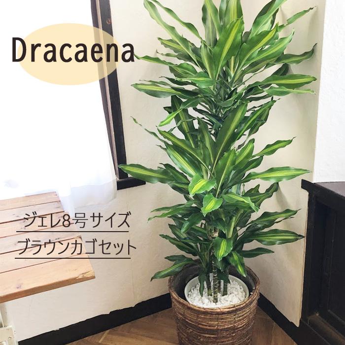 ドラセナジェレ8号鉢+茶カゴ 観葉植物 グリーン 【大型サイズ】｜fkjiyugaoka｜02