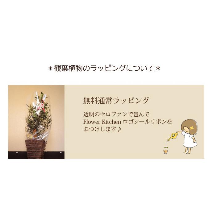 ドラセナジェレ8号鉢+茶カゴ 観葉植物 グリーン 【大型サイズ】｜fkjiyugaoka｜10