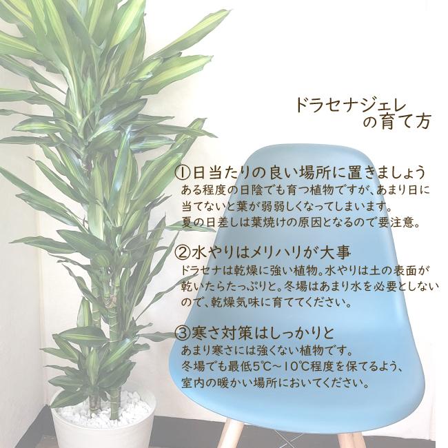 ドラセナジェレ8号鉢+茶カゴ 観葉植物 グリーン 【大型サイズ】｜fkjiyugaoka｜07